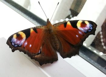 Close-up of butterfly on leaf