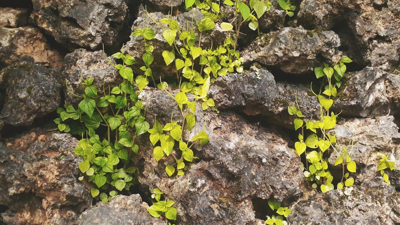 CLOSE-UP OF PLANTS GROWING IN ROCKS