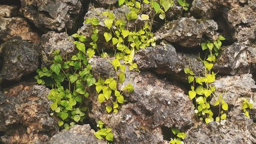 Close-up of plants growing on rocks