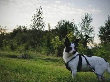 Dog on field against sky