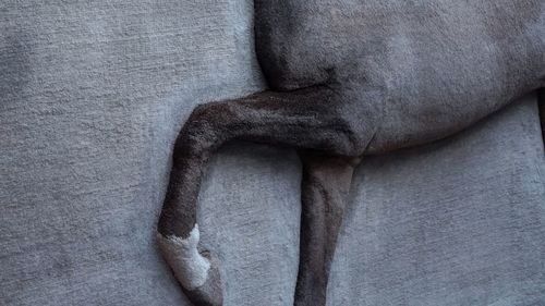 Close-up of a sleeping