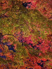 Close-up of autumn tree