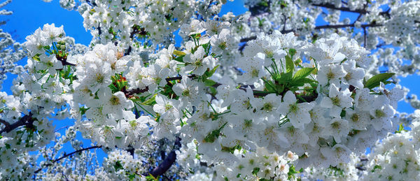 Close-up of white flowering plant