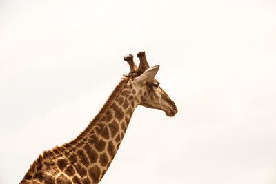 Low angle view of giraffe