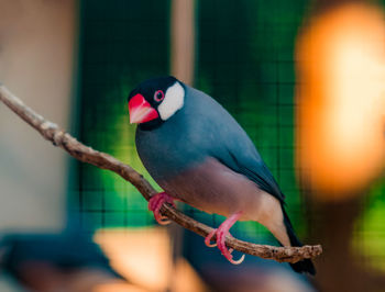 Close-up of parrot perching on branch