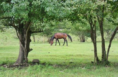 Horses grazing in a field