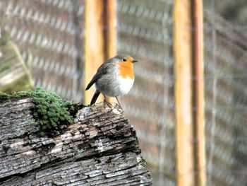 Close-up of bird perching on wood