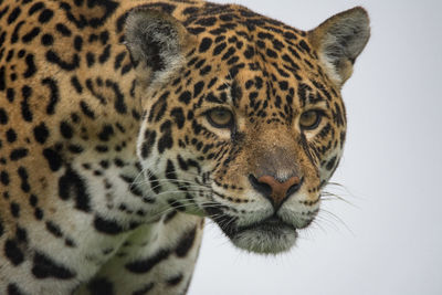 Close-up portrait of tiger