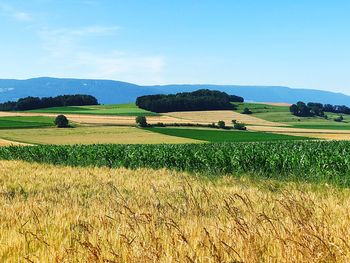 Scenic view of agricultural field against sky