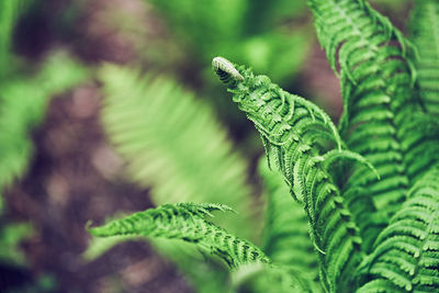 Close-up of plant