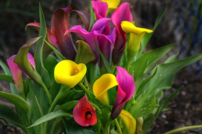 Close-up of yellow flowers