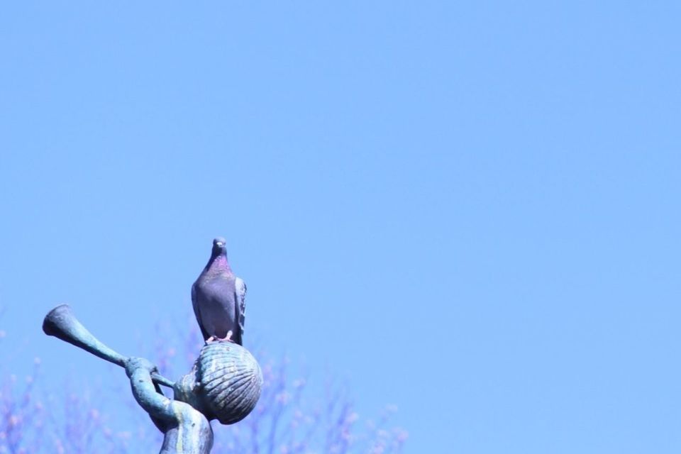 clear sky, copy space, blue, animals in the wild, animal themes, wildlife, bird, nature, low angle view, beauty in nature, no people, day, outdoors, tranquility, sky, perching, sunlight, close-up, one animal, three animals