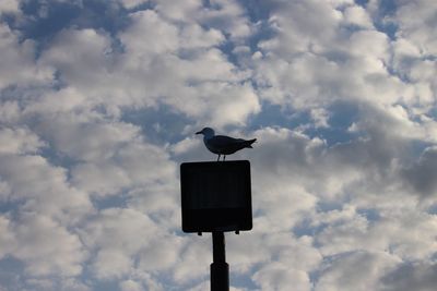 Low angle view of bird perching on pole against sky