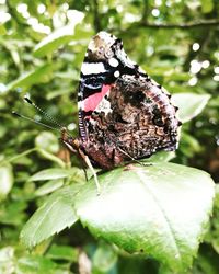 Close-up of butterfly on plant