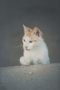 Close-up of cat looking away