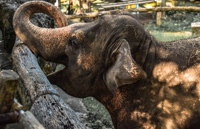 Close-up of elephant