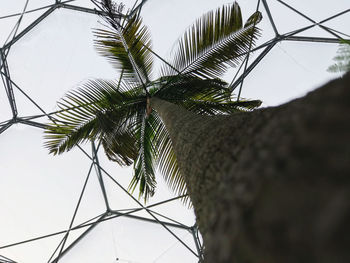 Low angle view of coconut palm tree against sky