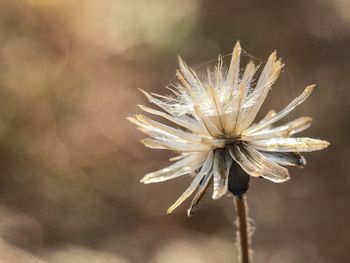 Close-up of wilted dandelion flower