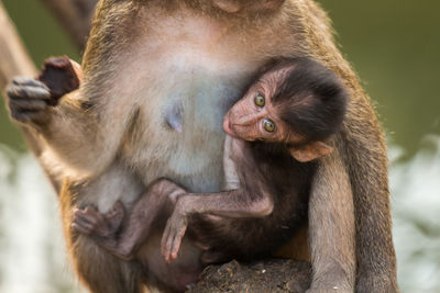 Close-up of long-tailed macaque with infant at zoo