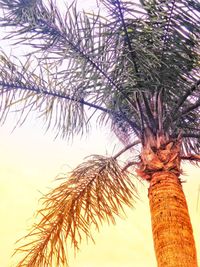 Low angle view of coconut palm tree against sky