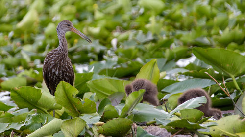 Close-up of bird perching on plant