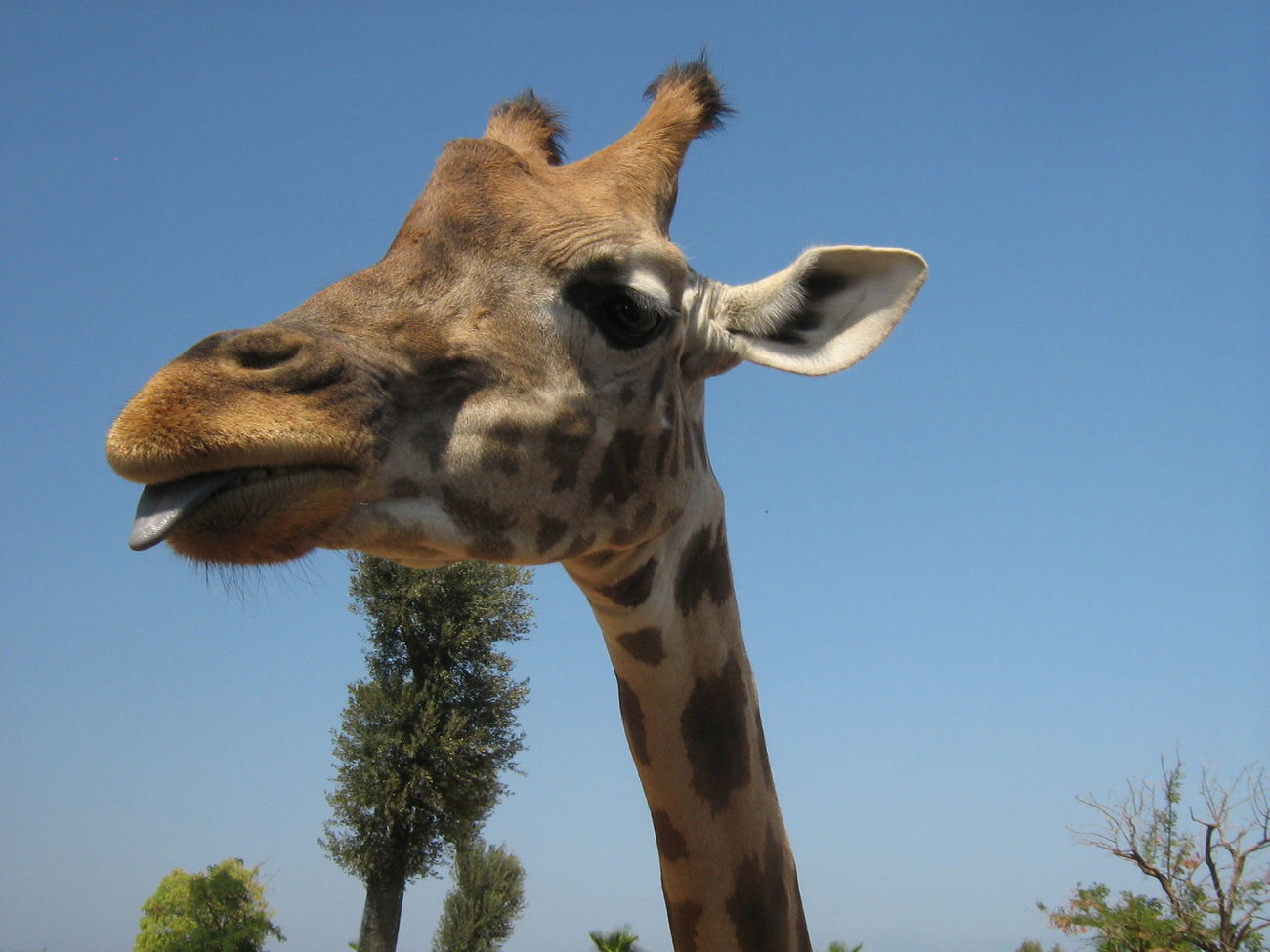 Lustige Giraffen-Bilder bei EyeEm | EyeEm