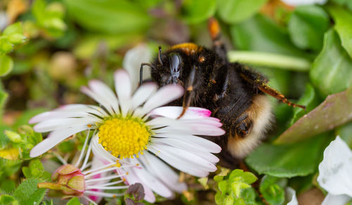 Close-up of honey bee on purple flower