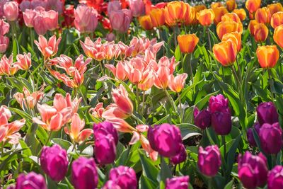 Full frame shot of pink tulips blooming in field