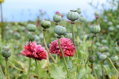 Close-up of flowering plants on field