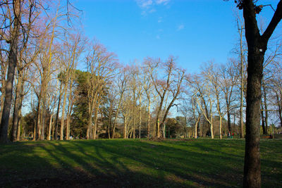 Panoramic shot of trees on field against sky