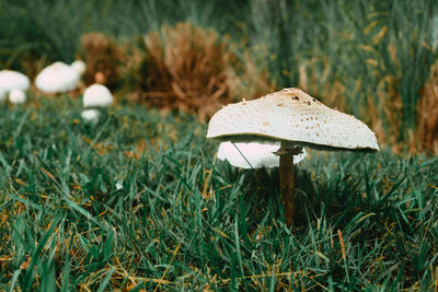 Close-up of mushroom on field