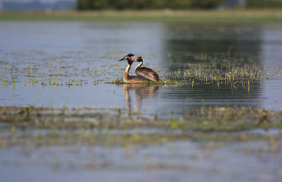 Close-up of duck swimming on lake