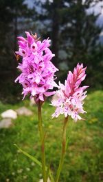 Close-up of pink flowering plant on field