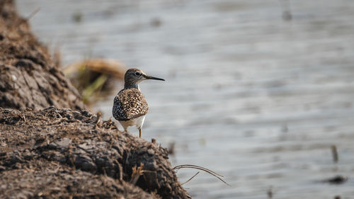 Bird perching on a rock