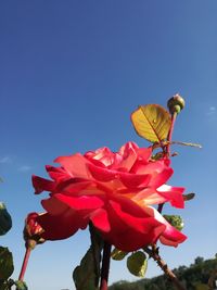 Low angle view of pink flowering plant against clear sky