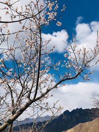 Low angle view of cherry tree against blue sky