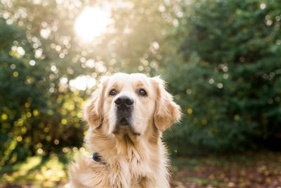 Close-up of dog against trees