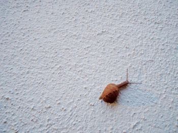 Close-up of grasshopper on wall