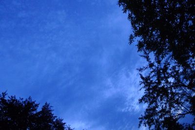 Low angle view of trees against blue sky