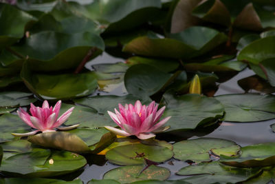 Close-up of lotus water lily