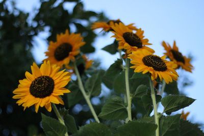 Close-up of sunflowers blooming outdoors