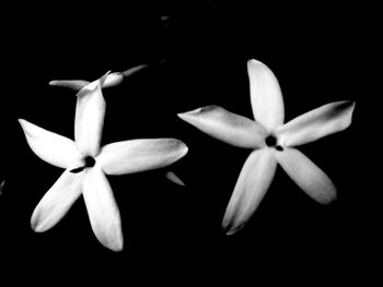 Close-up of frangipani flowers against black background