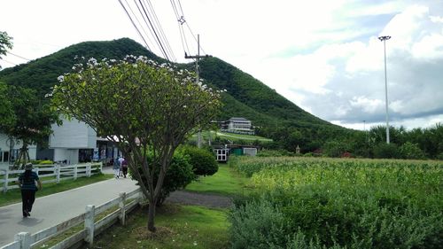 Panoramic shot of road amidst trees on field against sky