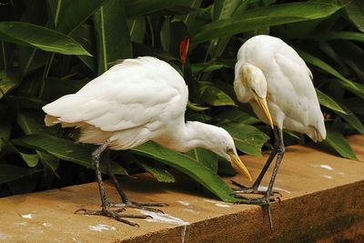 White bird perching on a plant