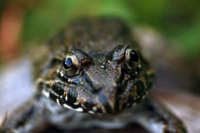 Close-up of frog