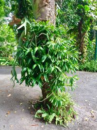 Plants growing in farm