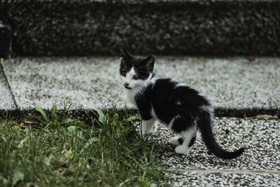 Portrait of kitten on grass
