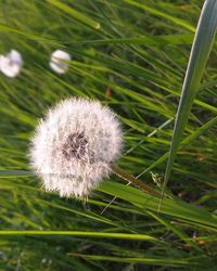 Close-up of dandelion on field