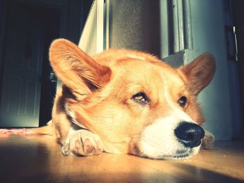 Close-up portrait of dog lying down on window