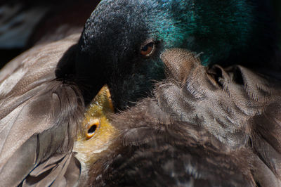 Close-up of bird